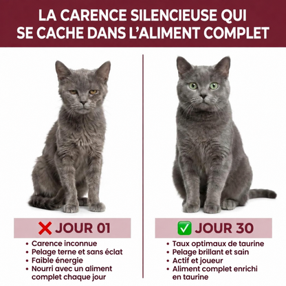 Pattevia – Complément de Taurine